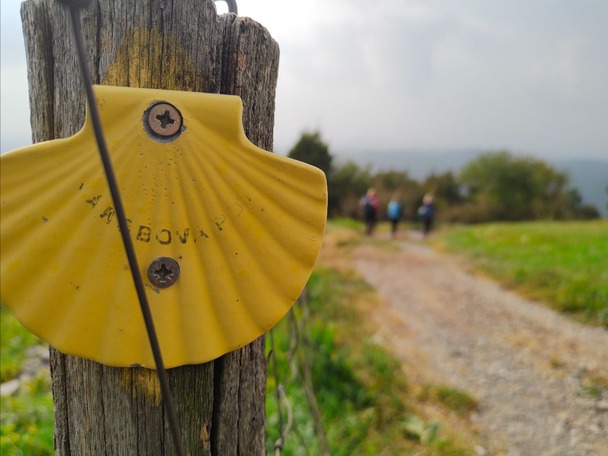 Rumena školjka, oznaka poti Camino, ob poljski poti s pohodniki
